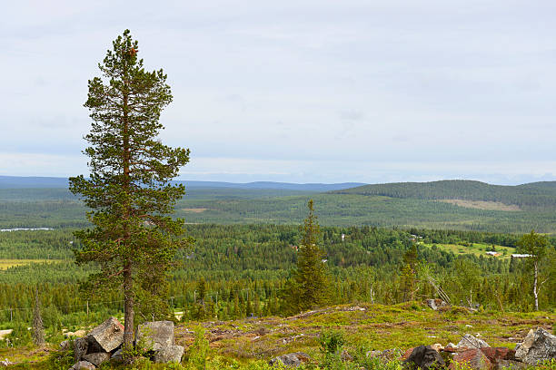 istock Lonely pine on a background of hills 498475927