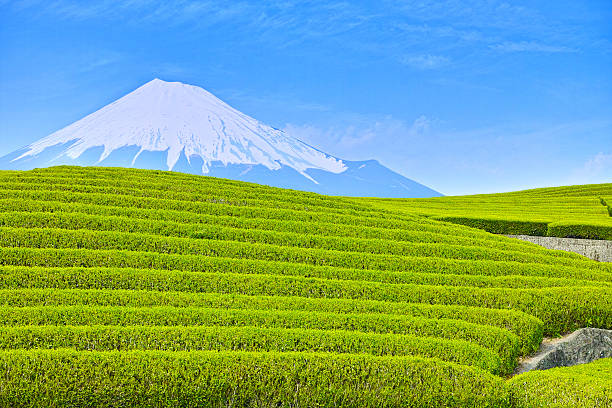 piantagione di tè verde fresco e mt. fuji - tea crop spring japanese culture tea foto e immagini stock
