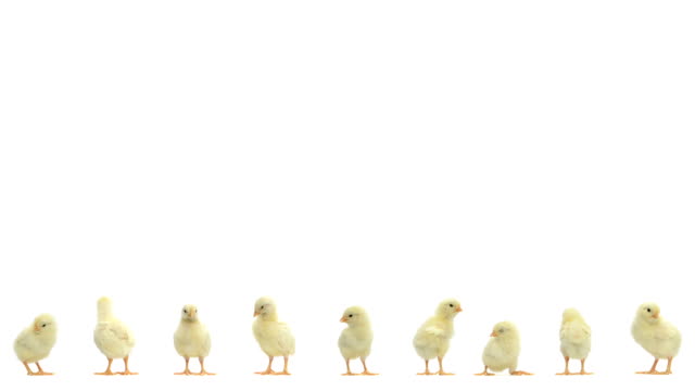 Line of chick standing