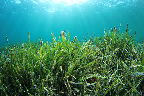 подводный морские водоросли - sea grass стоковые фото и изображения