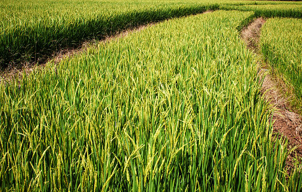 istock Golden rice harvest season approaches 498478839