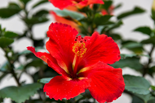 A brilliant bi-colored orange and yellow tropical hibiscus flower with raindrops on its petals.  White background.