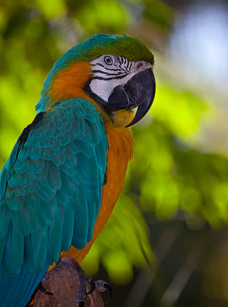 istock Blue and Gold Macaw Parrot 498479887