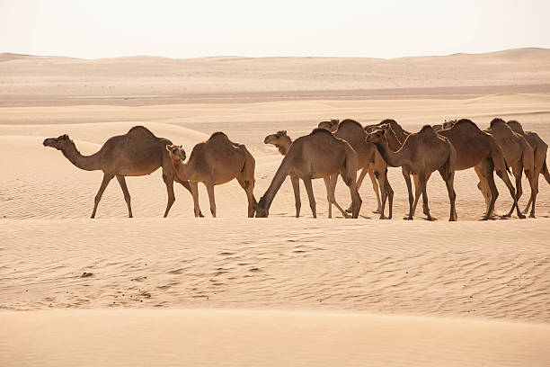 istock Herd of Camels in the Desert 498479937