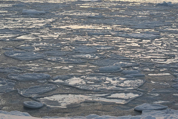 champ de glace dans les eaux de l'antarctique. - tony snow photos et images de collection