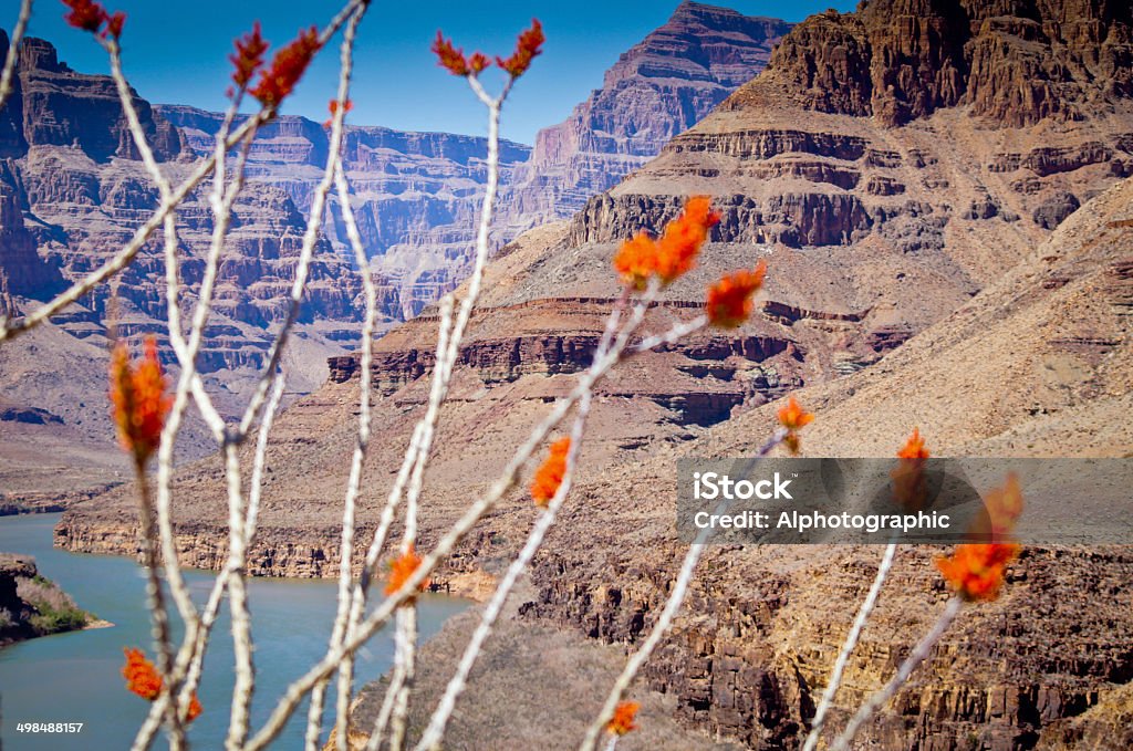 Blick auf den Grand canyon in Richtung Lake Mead - Lizenzfrei Blume Stock-Foto