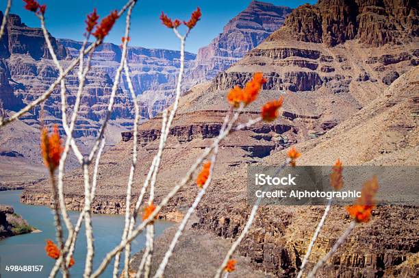 Vista Para Baixo No Grand Canyon Para Lago Mead - Fotografias de stock e mais imagens de Flor - Flor, Grand Canyon, Parque Nacional do Grand Canyon