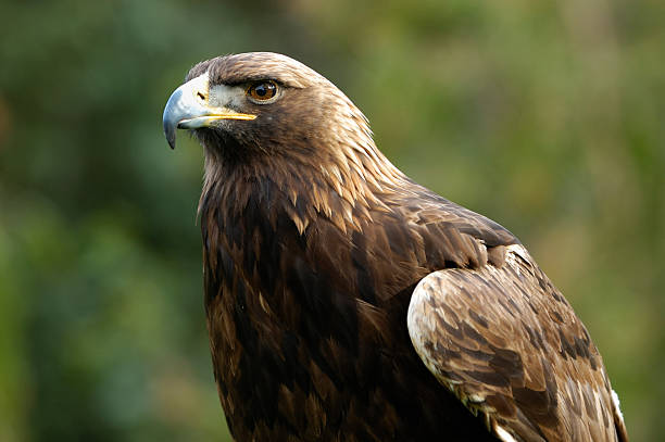 primer plano de campo cautivo águila real - aguila real fotografías e imágenes de stock