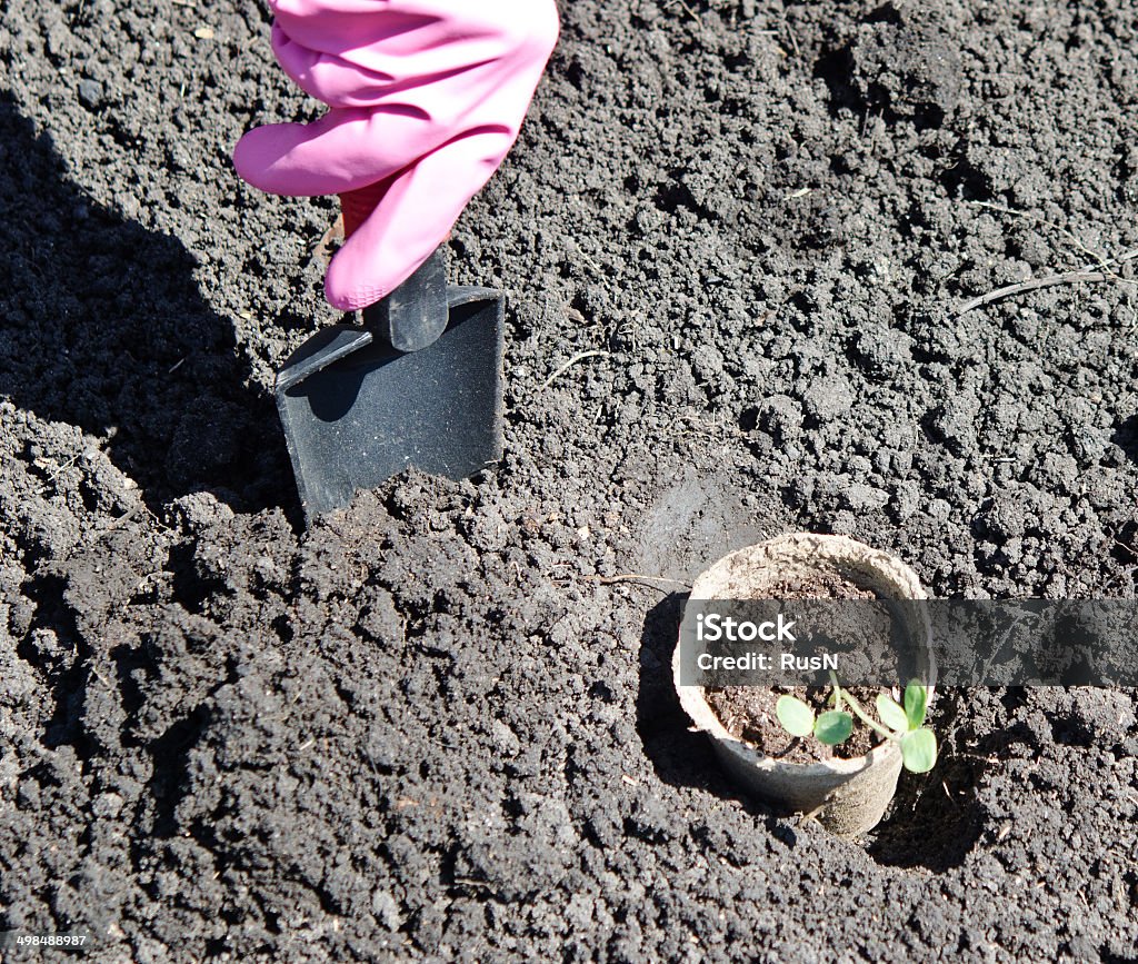 gardening hands with trower planting small plants Agriculture Stock Photo