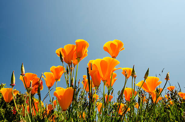 istock Californian poppies. 498490399