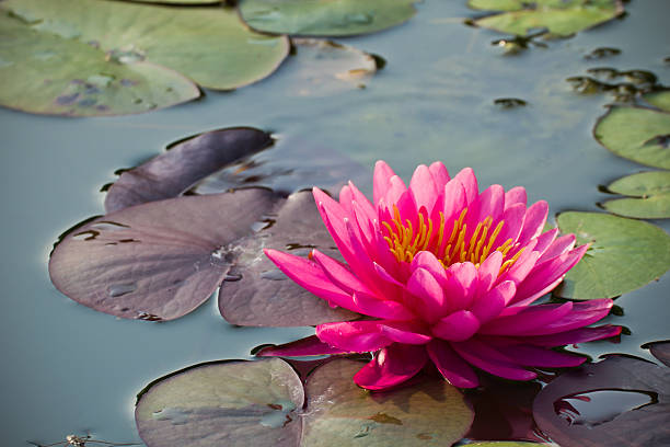 istock Lotus Flower Or Water Lily 498490409