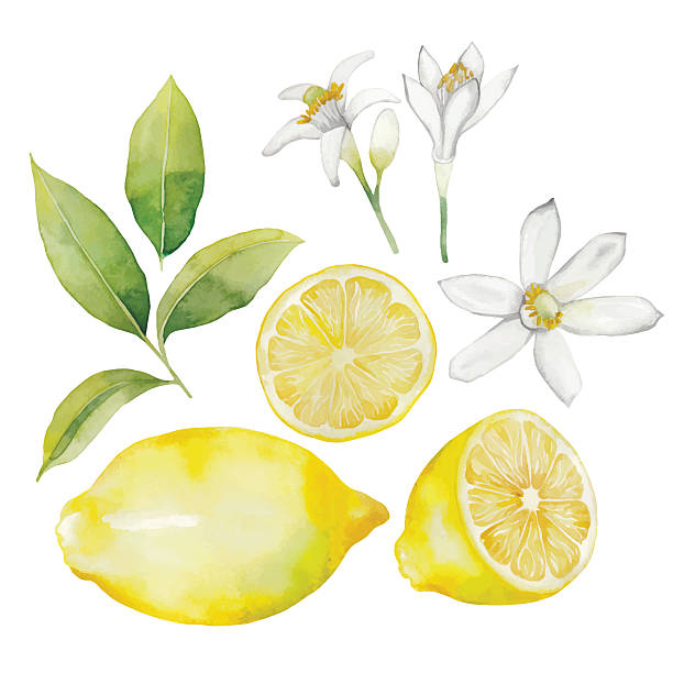 Watercolor lemon collection Watercolor lemon collection.  Fruit, leaves and flowers isolated on white background isolated fruits stock illustrations