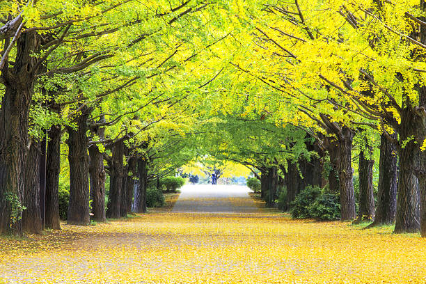 黄秋の色 - virginia ginkgo tree tree autumn ストックフォトと画像