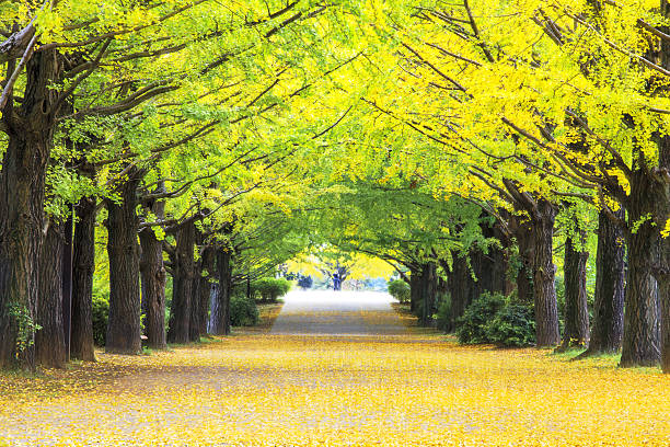 cores de outono amarelo - virginia ginkgo tree tree autumn - fotografias e filmes do acervo