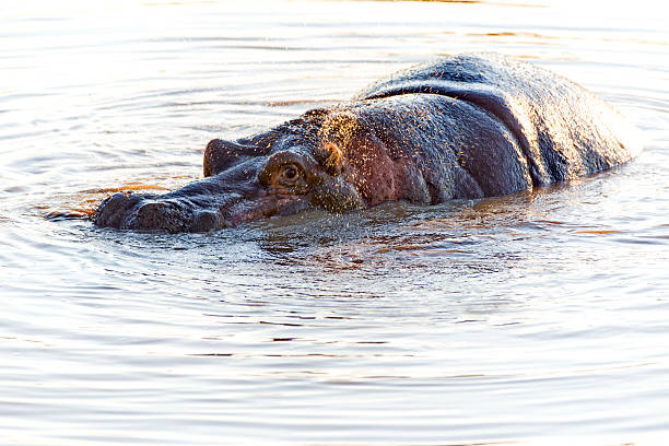 hippo в воде - kruger national park hippopotamus animal mouth animal стоковые фото и изображения