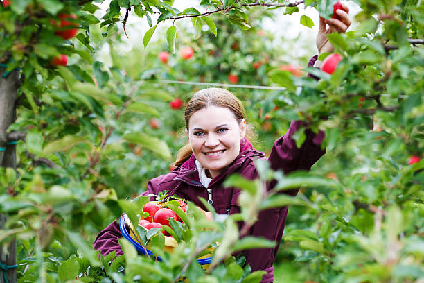 istock Young woman picking red apples in an orchard 498491659