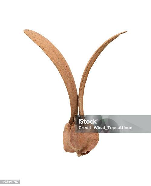 Winged Seed Stockfoto und mehr Bilder von Ahornsame - Ahornsame, Pflanzensamen, Ausgedörrt