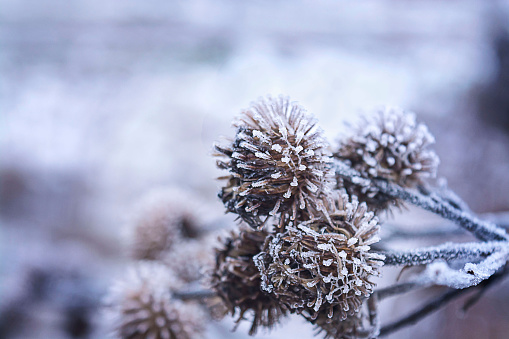 Winter Christmas pine cones in the frost on blue background, selective focus