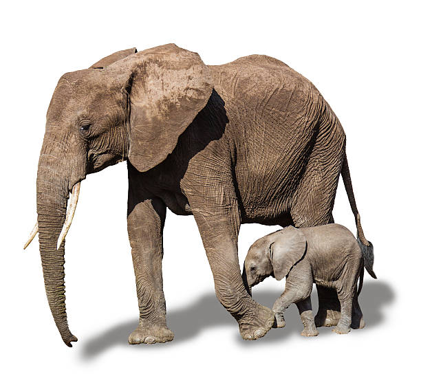 family of elephants isolated - pregnant isolated on white stockfoto's en -beelden