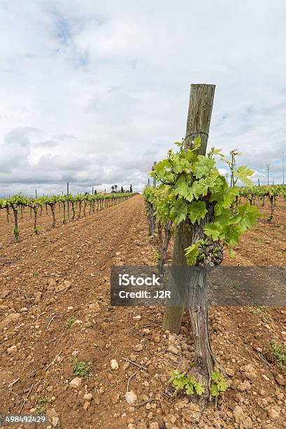 Vineyard Foto de stock y más banco de imágenes de Agricultura - Agricultura, Aire libre, Ajardinado