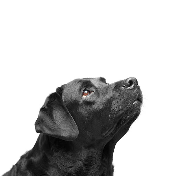 istock Senior black labrador retriever dog 498492953