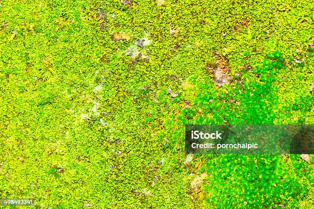Moss Foto de stock y más banco de imágenes de Aire libre - Aire libre, Bosque, Cerca de