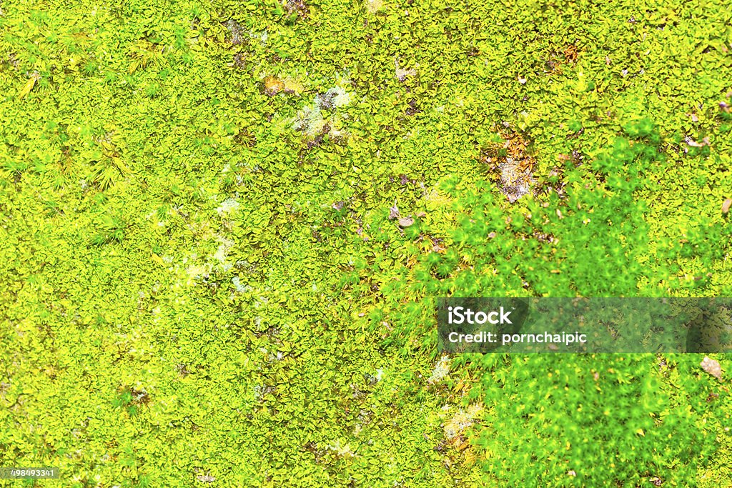 Moss - Foto stock royalty-free di Ambientazione esterna