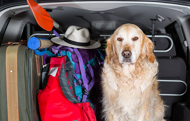 istock Golden Retriever Trip 498494313
