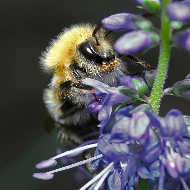 istock Shaggy bumblebee sitting on a blue flower 498494695