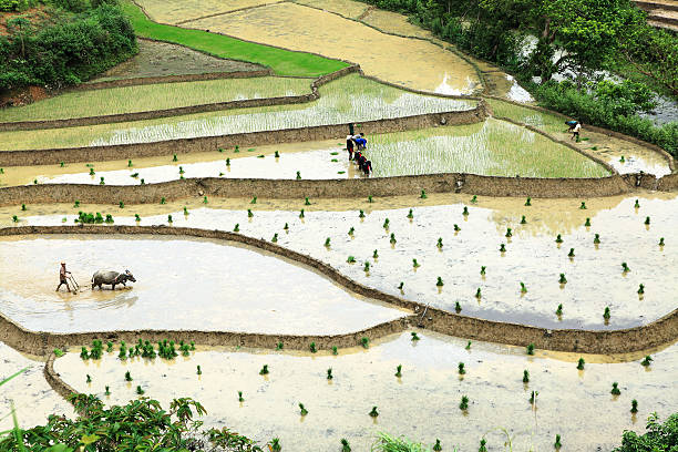 Ha Giang, Viet Nam - June 28, 2013: Farmer is planting on the paddy rice farmland in Vietnam