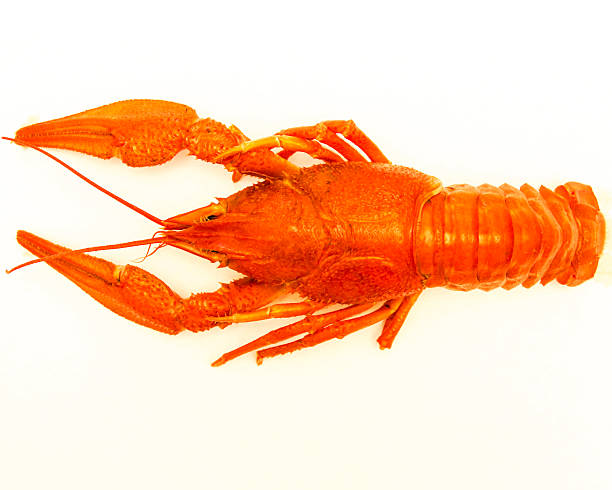 Boiled lobster on a white background stock photo