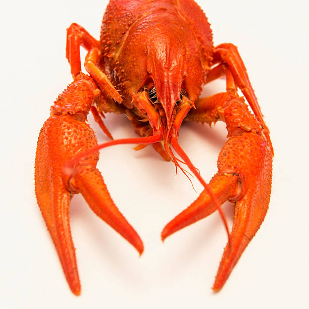 Boiled lobster closeup stock photo