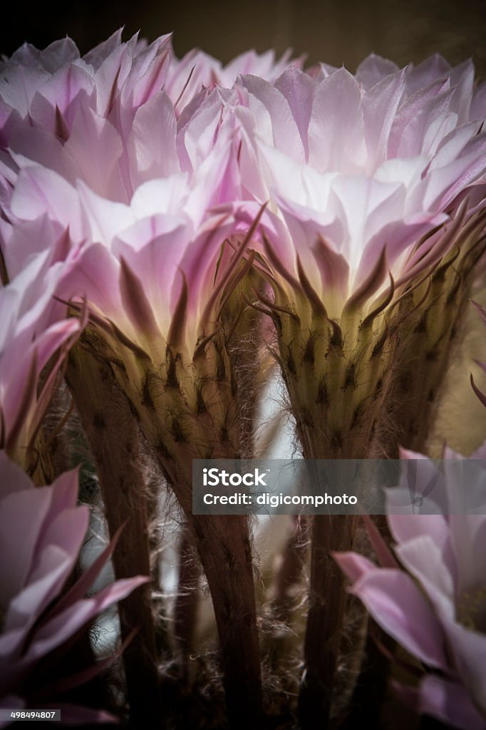 Kleine cactus in Blumentopf von clay - Lizenzfrei Blüte Stock-Foto