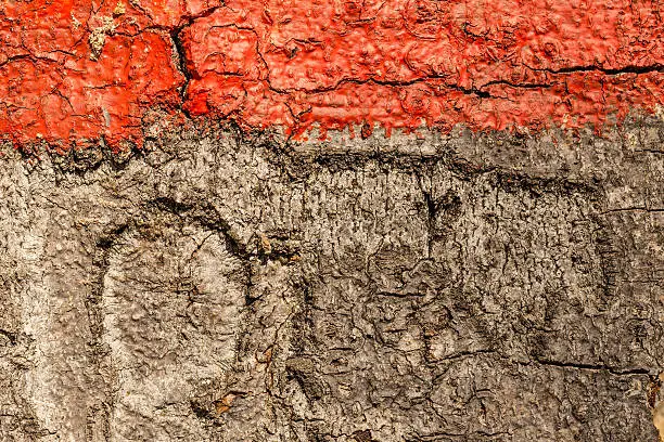 Close up image of red band painted on tree