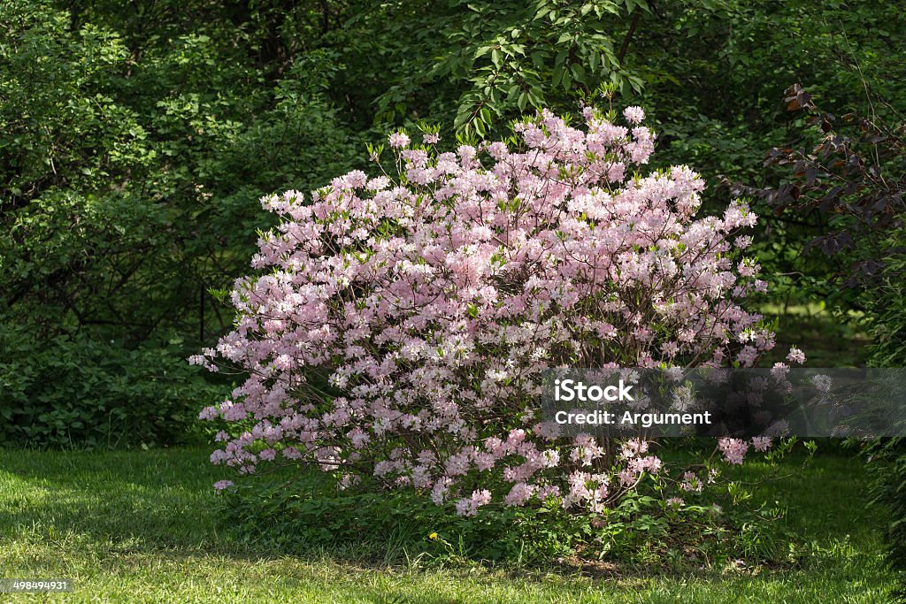 Rhododendron vaseyi Beautiful pink rhododendron blooming in spring garden (Rhododendron vaseyi) Beauty In Nature Stock Photo