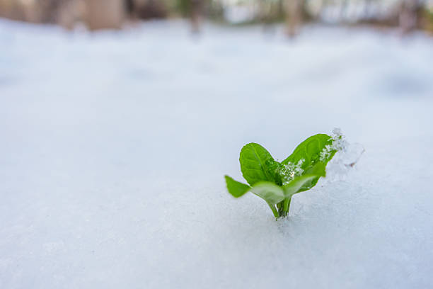 istock New life growing from snow 498495122