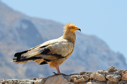 Egyptian vulture (Neophron Percnopterus) Egyptian vulture (Neophron Percnopterus) sits on the stone, Socotra, Yemen