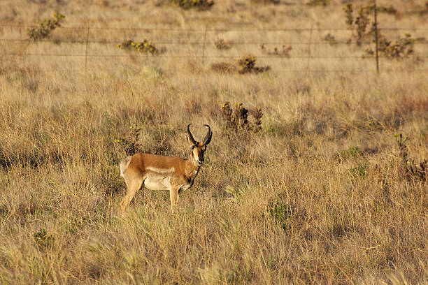 istock Pronghorn Antelope Buck 498495447