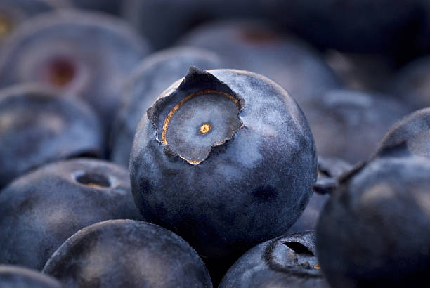 istock Group of blueberries on white background 498496918