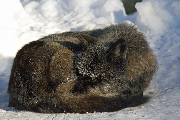 istock Timber Wolf On A Frigid Day 498497826