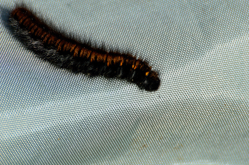 Black and brown hairy caterpillar