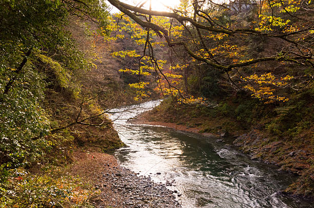 istock Sunlight.Autumn leaves and river in the mountains. 498499530