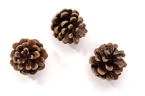 Photo of Pine Cone. Christmas Decorations