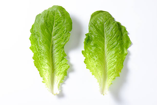 istock romaine lettuce leaves 498499888