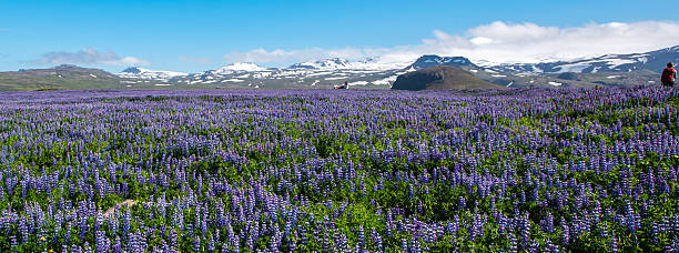 istock Lupines in Snaefellsnes peninsula, Iceland 498500600