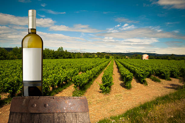 istock Wine, barrel and vine on background of vineyard 498501628