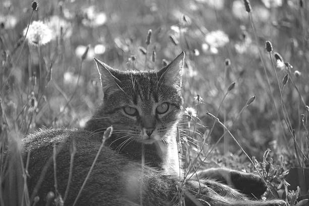 Little cat is sitting in the evening light