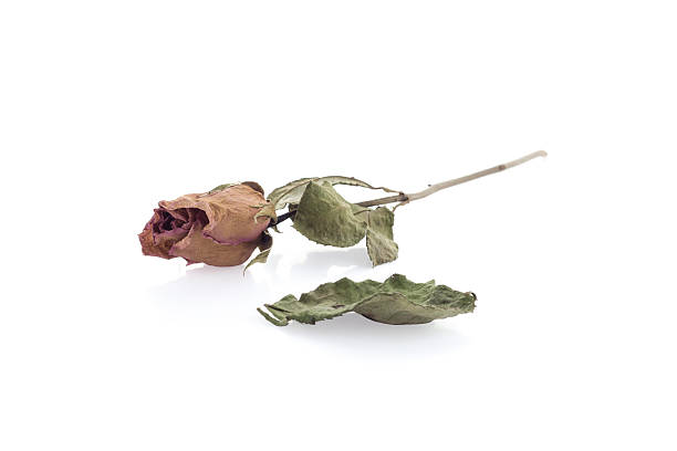istock Dried rose isolated on white background. 498502154