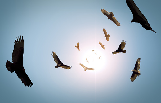 Flock of circling turkey vultures with looming clouds and bright sun