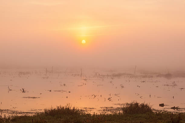 istock Sunset in the fog over the lake 498504162